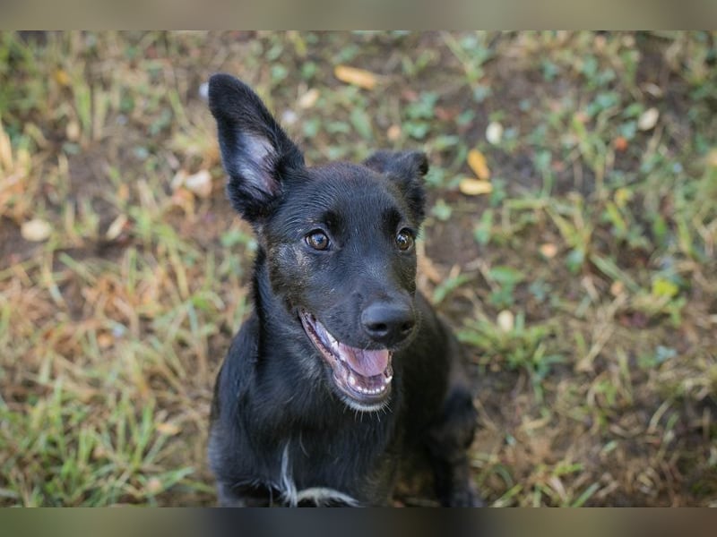 Savannah sucht ein Zuhause