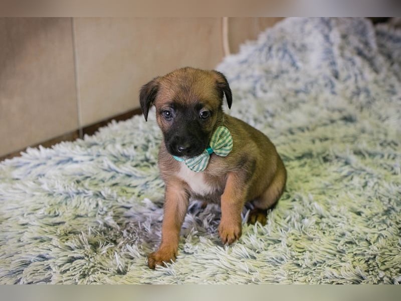 Lucky sucht ein Zuhause