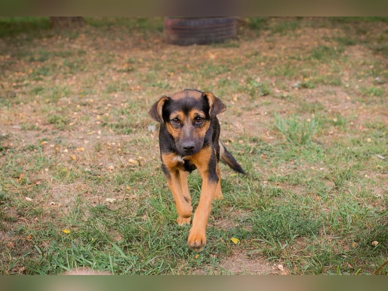 Averna: Zarte kleine Seele