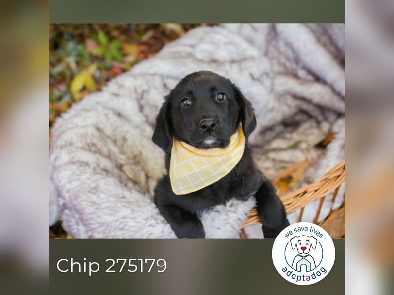 Chip 275179: Hundekind sucht ein Zuhause