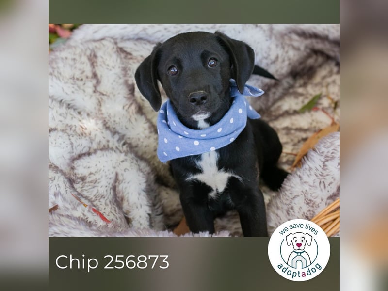 Chip 256873: Hundekind sucht ein Zuhause