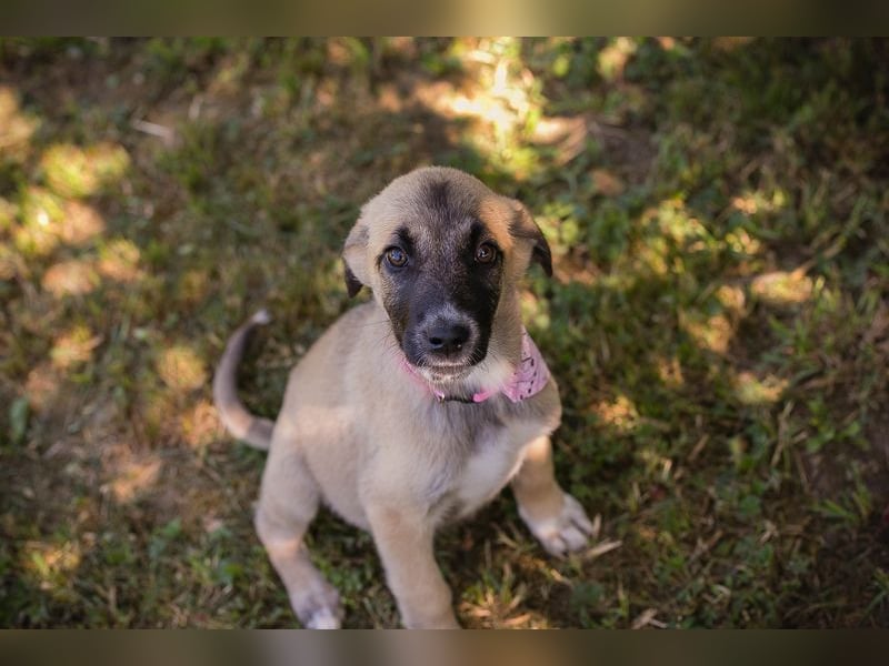 Chip 284176 sucht ein Zuhause