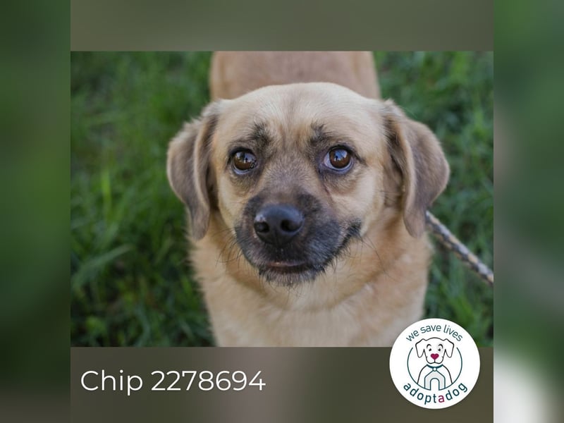 Chip 2278694 sucht ein Zuhause