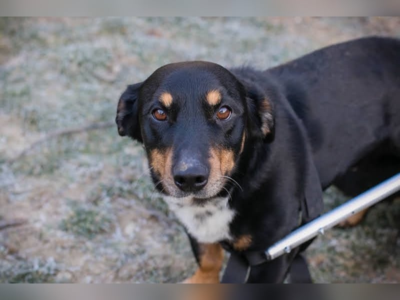 Sidney: Ein Wunder auf vier Pfoten