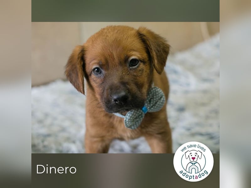 Dinero sucht ein Zuhause