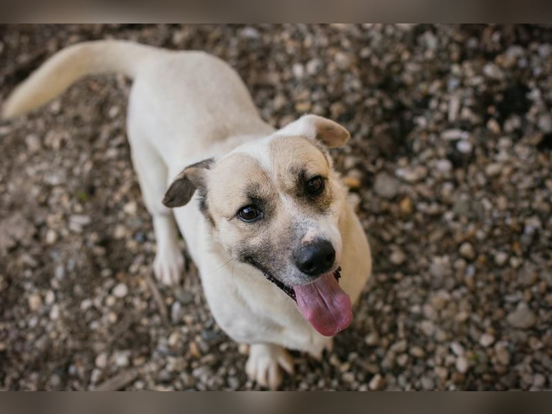 Chip 272077 sucht ein Zuhause