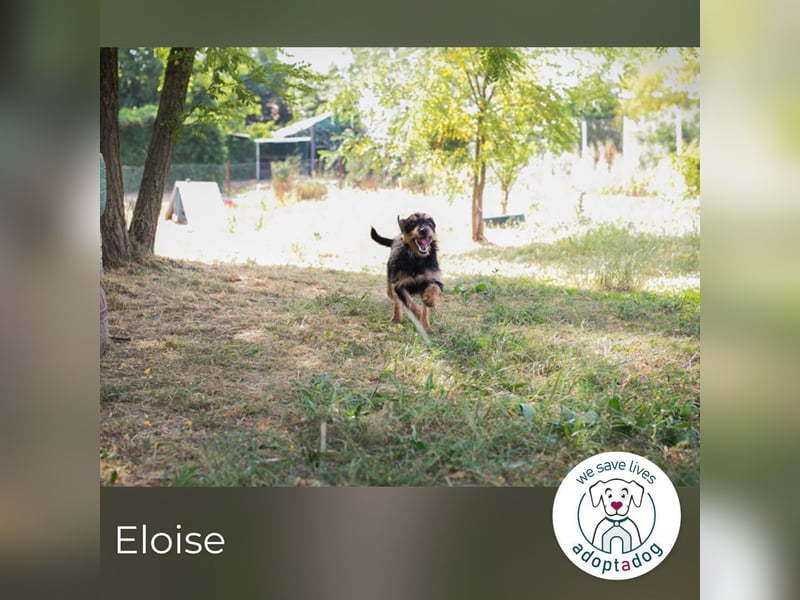 Eloise: Sucht ein Zuhause