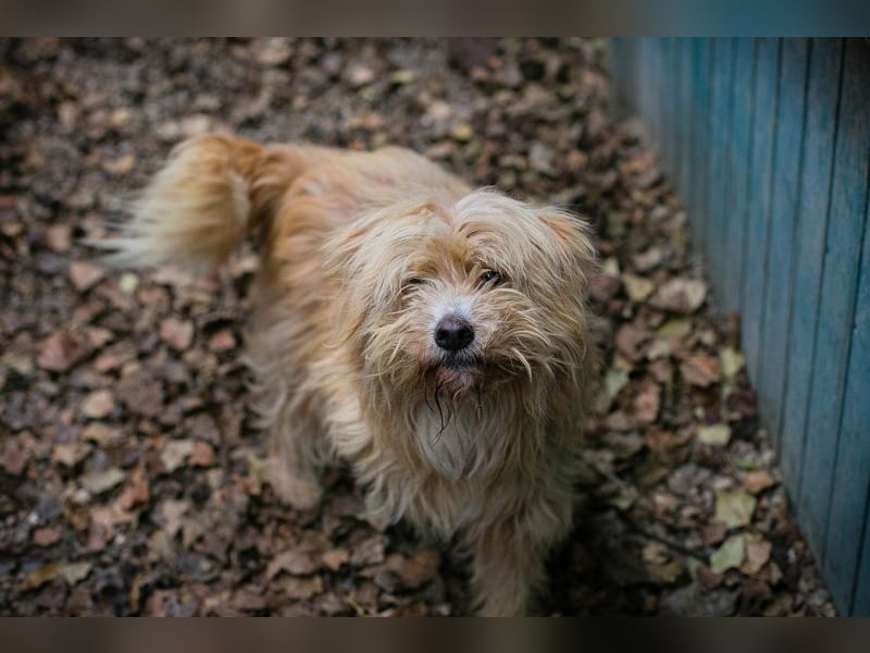 Chip 223139: Sucht ein Zuhause