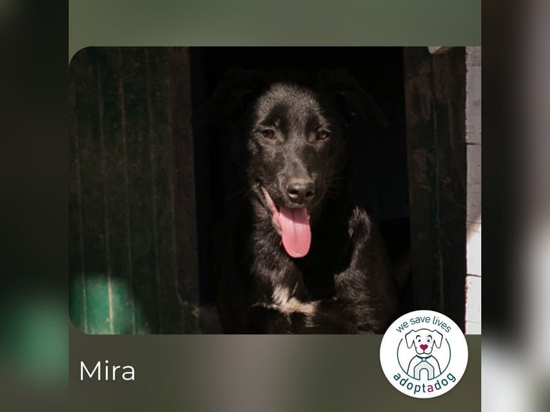 Mira: Süßes Welpenmädchen