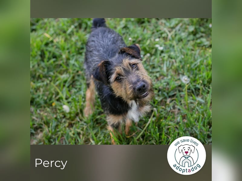 Percy sucht ein Zuhause