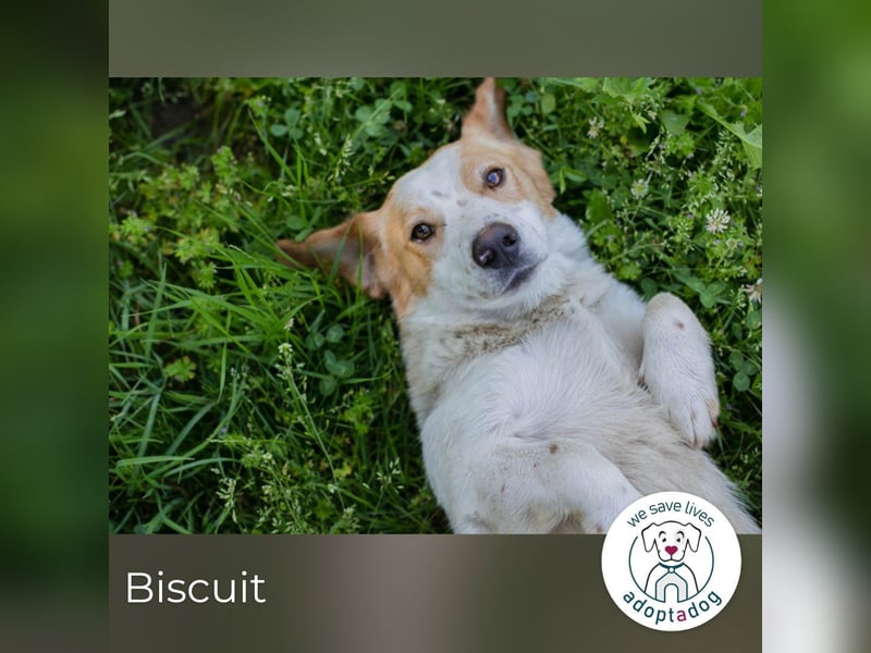 Biscuit sucht ein Zuhause