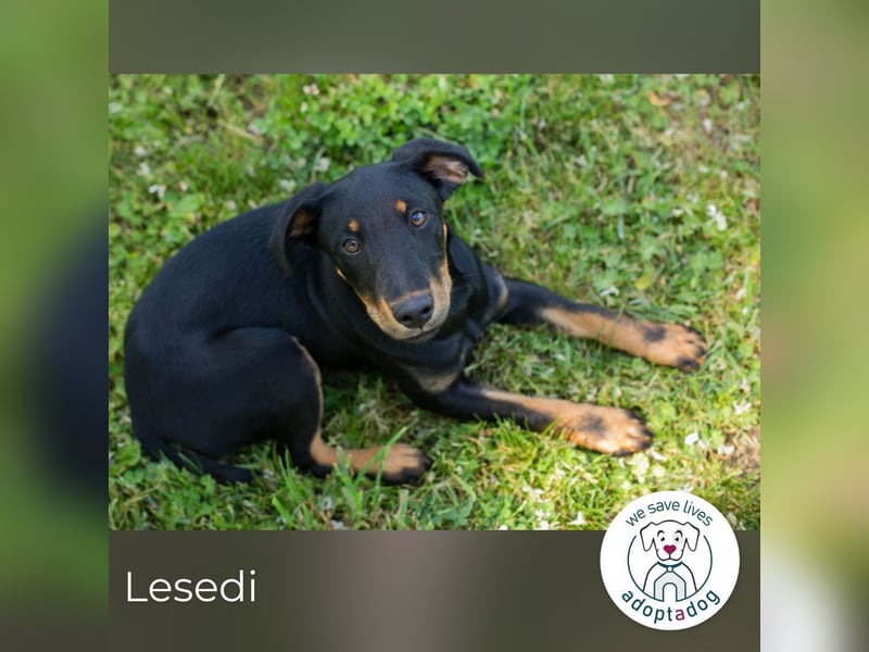 Lesedi sucht ein Zuhause