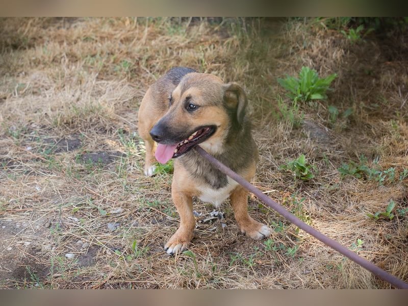 Chip 283972 sucht ein zu Hause