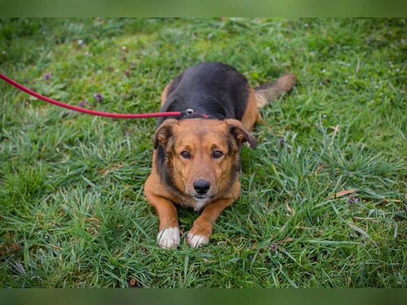 Chip 271673 sucht ein Zuhause