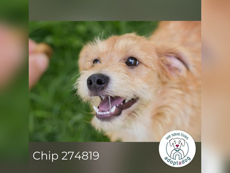 Chip 274819 sucht ein Zuhause