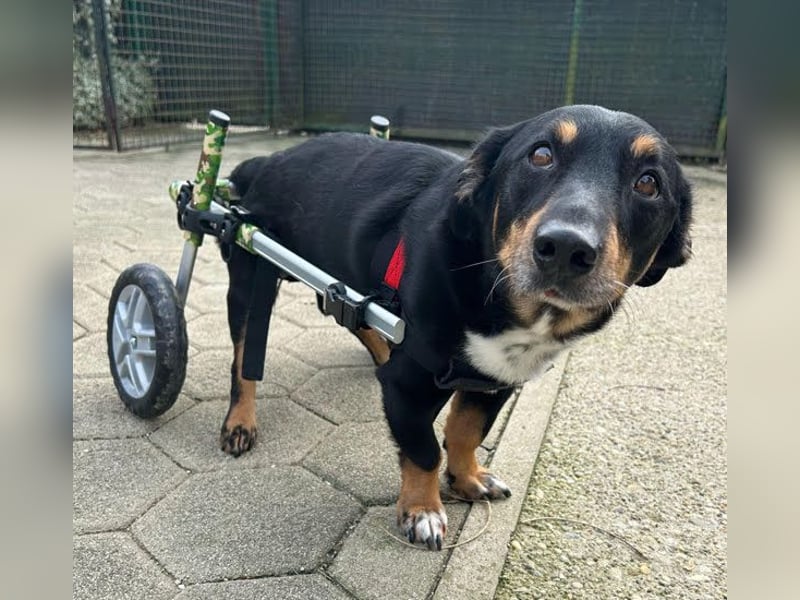 Sidney: Ein Wunder auf vier Pfoten