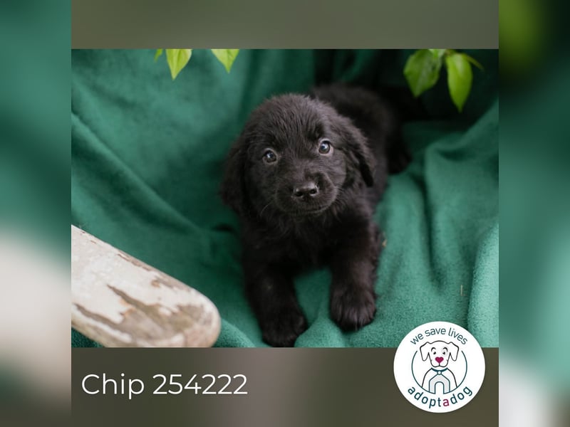Chip 254222 sucht ein Zuhause