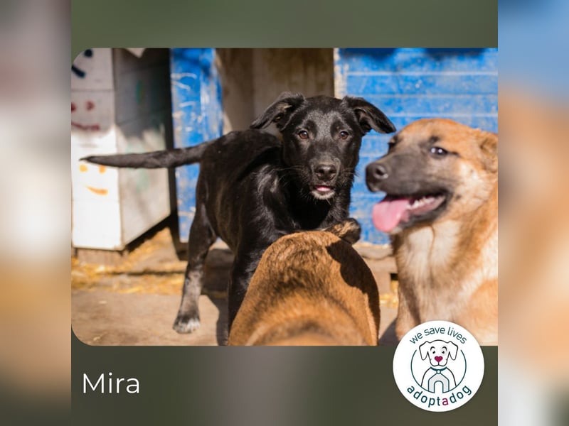 Mira: Süßes Welpenmädchen