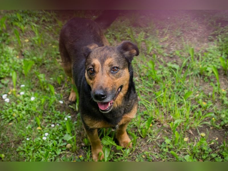 Chip 291029 sucht ein Zuhause