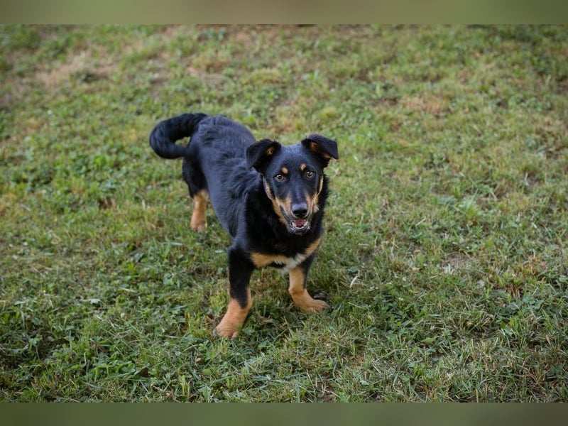 Chip 255969 sucht ein Zuhause