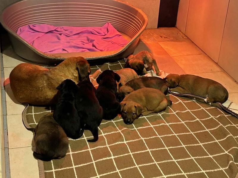 Milo sucht ein Zuhause