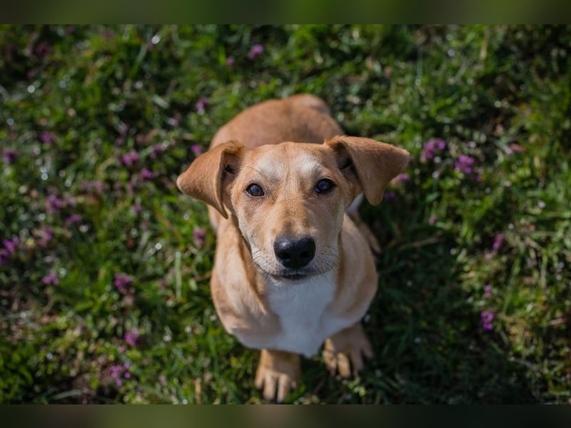 Chip 271750 sucht ein Zuhause