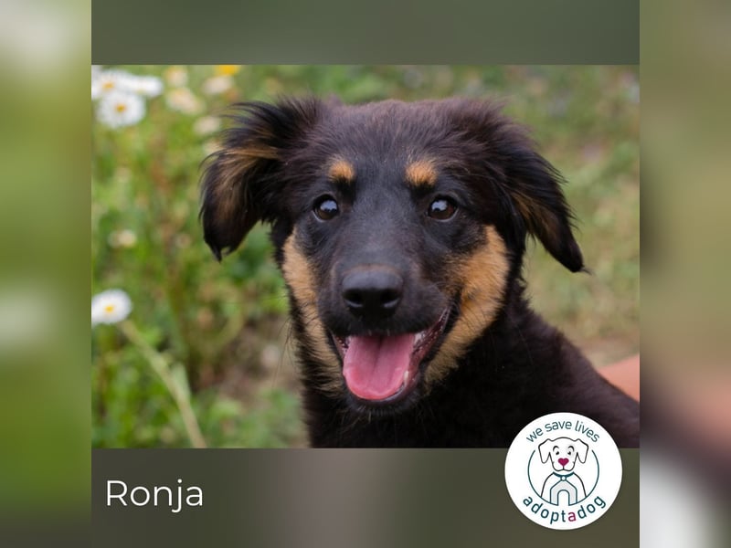 Ronja sucht ein Zuhause