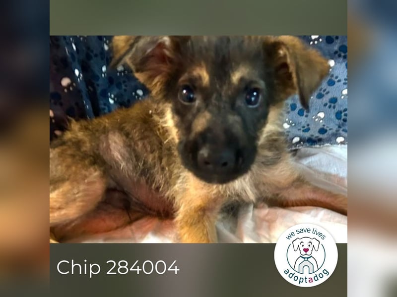 Chip 284004 sucht ein Zuhause