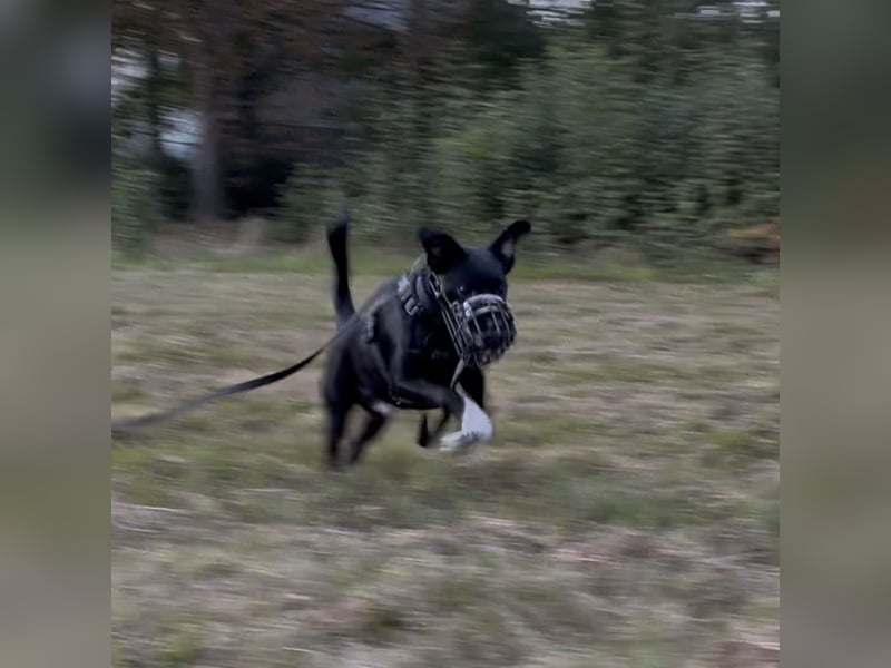 Piet sucht ein zu Hause