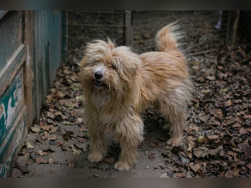 Chip 223139: Sucht ein Zuhause