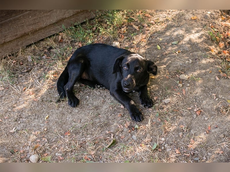 Chip 212614: Hundekind sucht ein Zuhause