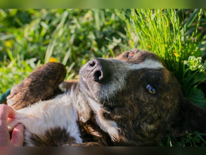 Chip 255560 sucht ein Zuhause