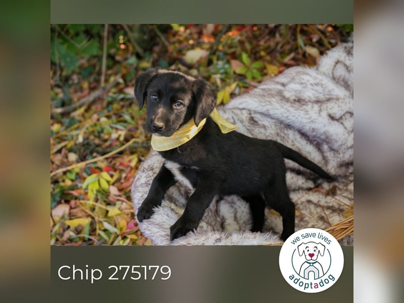 Chip 275179: Hundekind sucht ein Zuhause