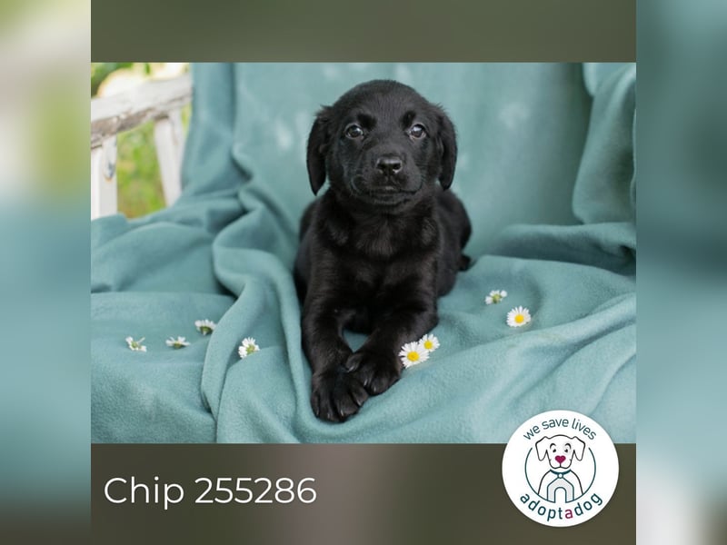 Chip 255286 sucht ein Zuhause