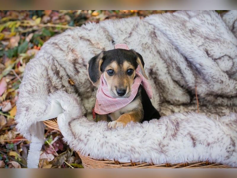 Funny: Hundekind sucht ein Zuhause