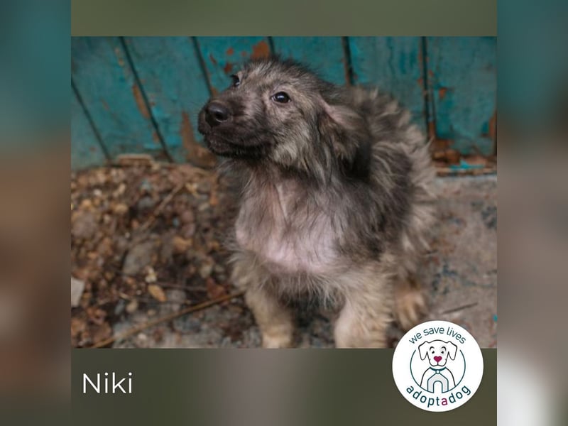Niki sucht ein Zuhause