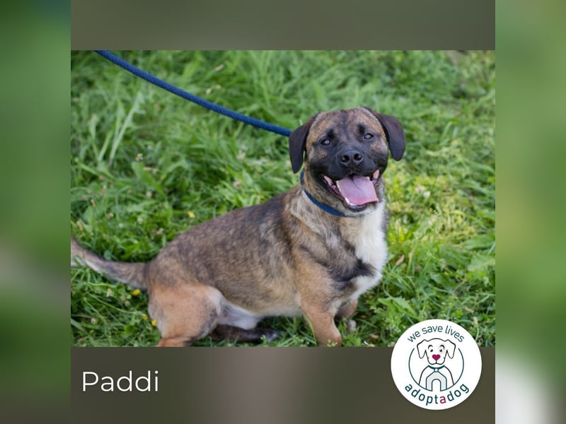 Paddi sucht ein Zuhause