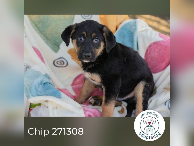 Chip 271308 sucht ein Zuhause