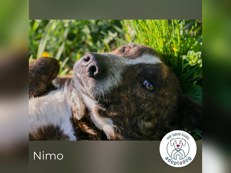 Nimo sucht ein Zuhause