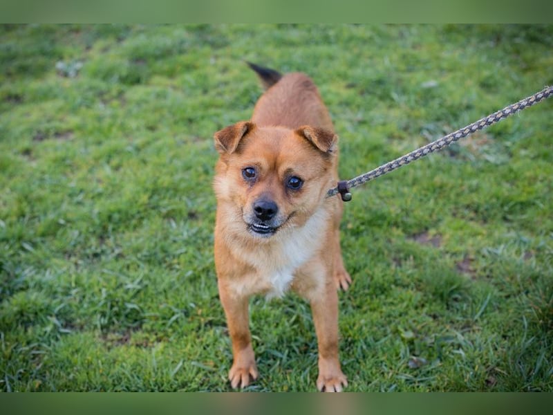 Chip 191148 sucht ein Zuhause