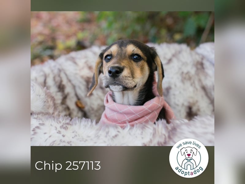 Chip 257113: Hundekind sucht ein Zuhause