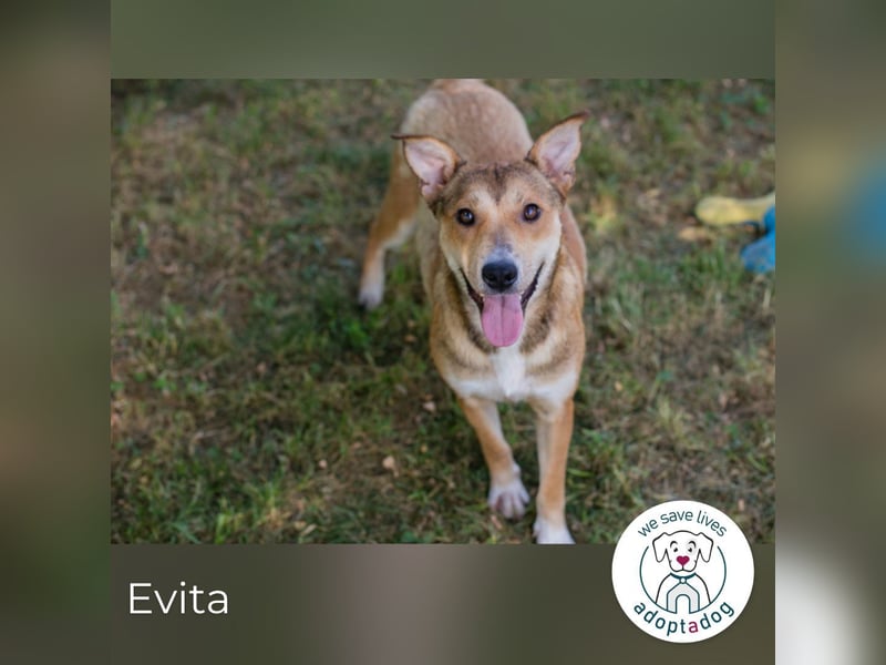 Evita sucht ein Zuhause
