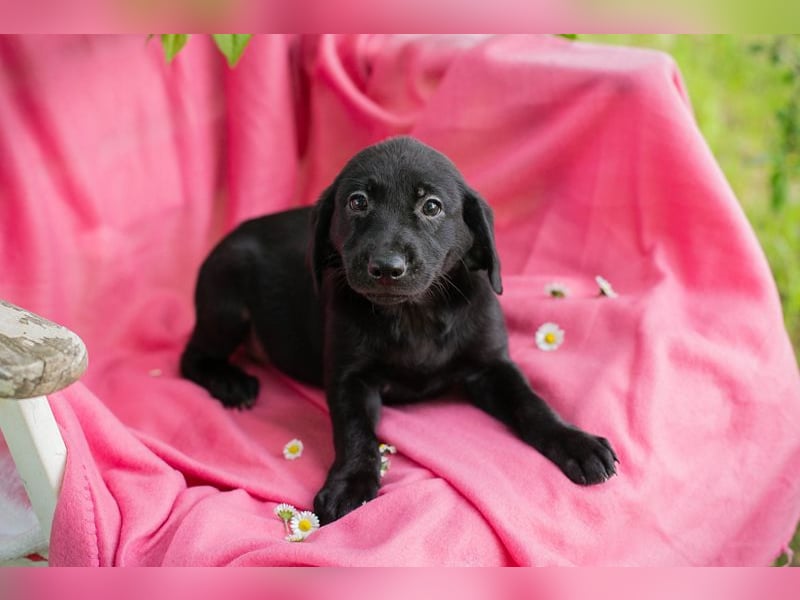 Chip 257531 sucht ein Zuhause