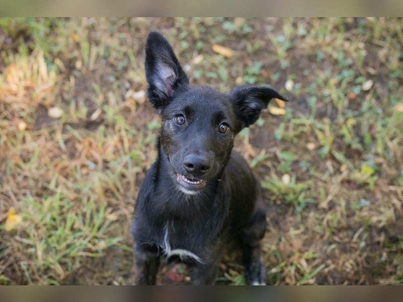 Savannah sucht ein Zuhause
