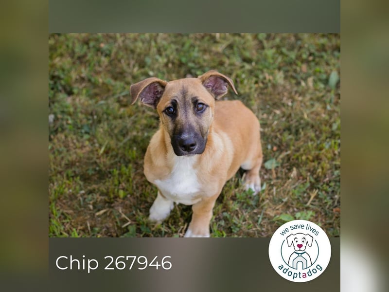 Chip 267946 sucht ein Zuhause