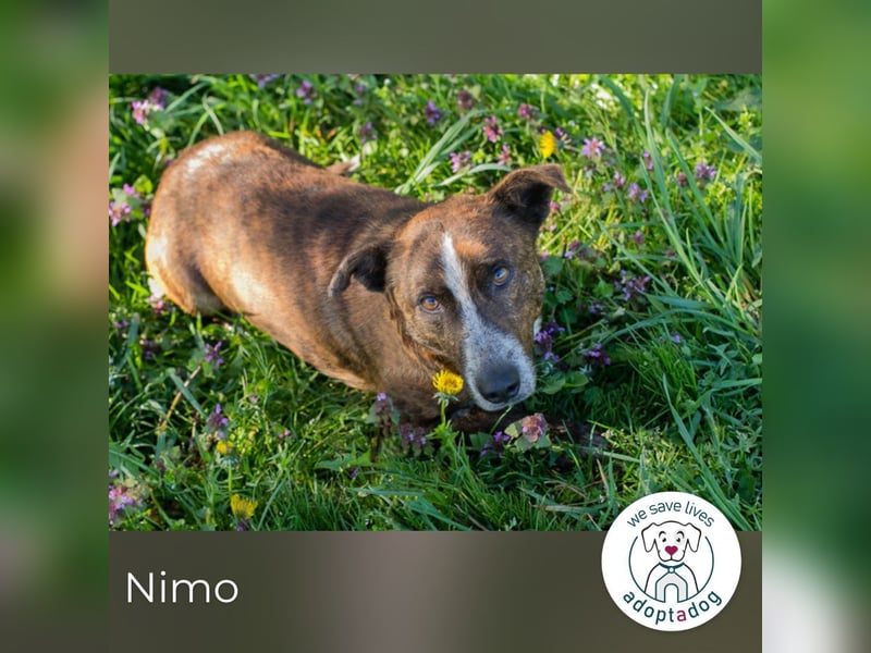 Nimo sucht ein Zuhause