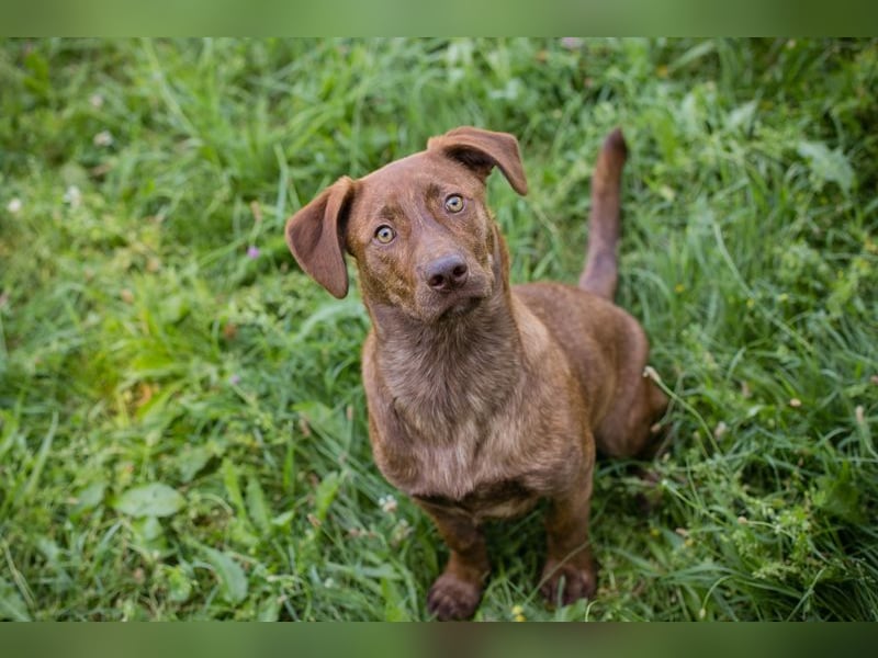 Monty sucht ein Zuhause