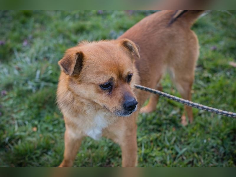 Chip 191148 sucht ein Zuhause