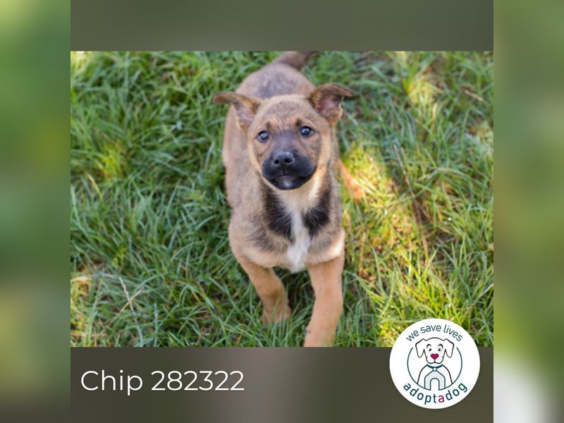 Chip 282322 sucht ein zu Hause