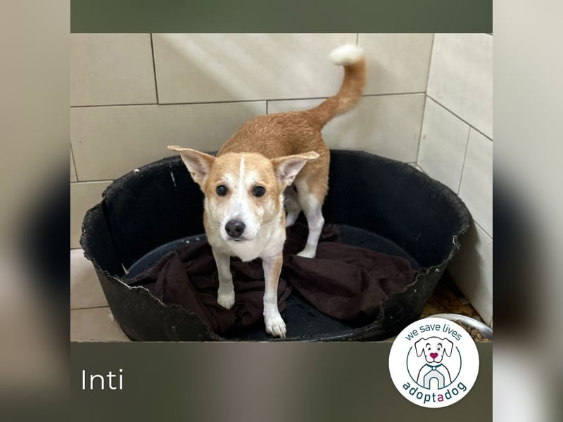 Inti: Sucht ein Zuhause